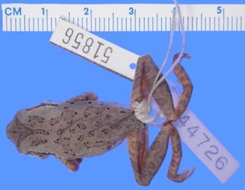 Media type: image; Herpetology A-51856
